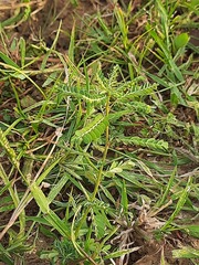 Albizia julibrissin julibrissin