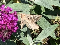 Autographa californica