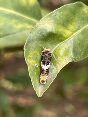 Papilio demodocus demodocus