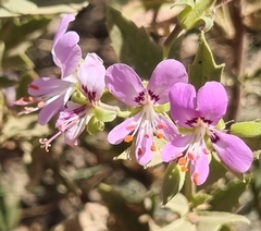 Pelargonium scabrum