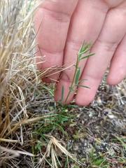 Lathyrus magellanicus