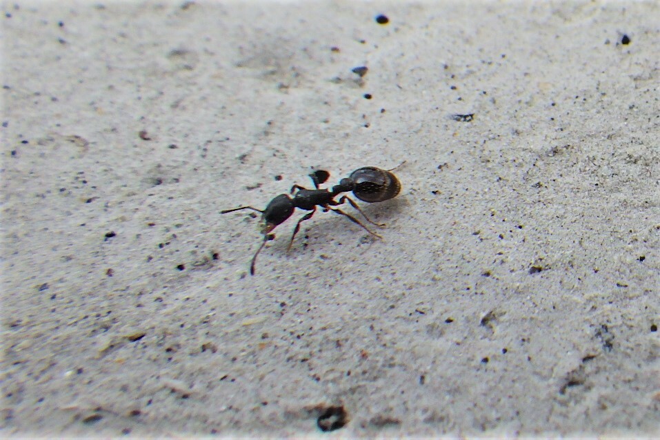 Temnothorax tricarinatus