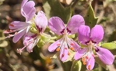 Pelargonium scabrum