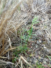 Lathyrus magellanicus