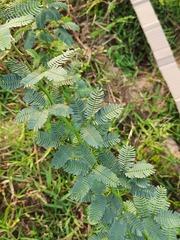Albizia julibrissin julibrissin