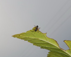 Microlinyphia pusilla