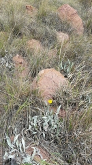 Helichrysum dasymallum