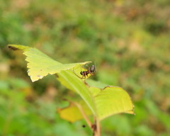 Microlinyphia pusilla
