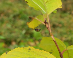 Microlinyphia pusilla