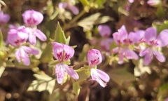 Pelargonium scabrum