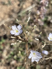 Leptosiphon liniflorus