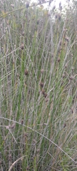 Schoenus nigricans