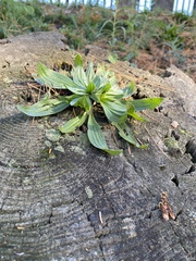Plantago lanceolata