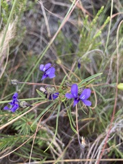 Viola decumbens