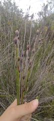 Schoenus nigricans