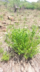 Callilepis laureola