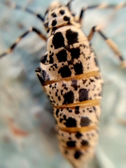 Erannis tiliaria