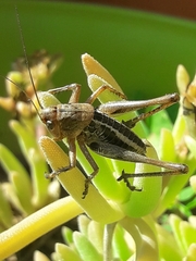 Decticus albifrons