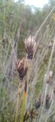 Schoenus nigricans