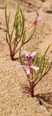 Pelargonium laevigatum oxyphyllum