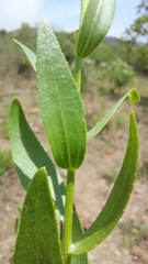 Callilepis laureola