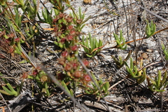 Lampranthus reptans
