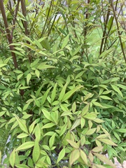 Nandina domestica