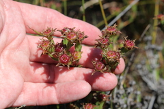 Lampranthus reptans