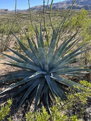 Agave chrysantha
