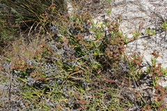 Lampranthus reptans