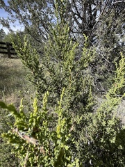 Juniperus monosperma