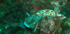 Goniobranchus leopardus