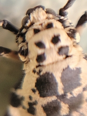 Erannis tiliaria