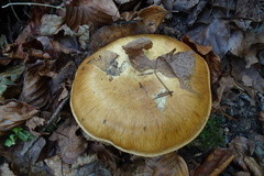Cortinarius