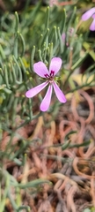 Pelargonium laevigatum oxyphyllum
