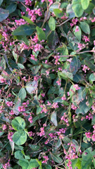Persicaria longiseta