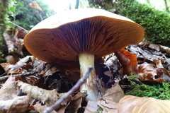 Cortinarius