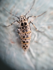Erannis tiliaria