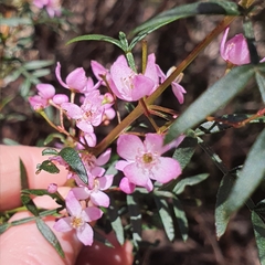 Boronia pinnata