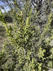 Juniperus monosperma