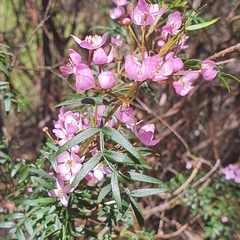 Boronia pinnata