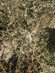 Salsola tragus
