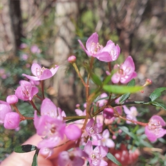 Boronia pinnata