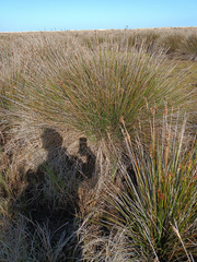 Juncus acutus