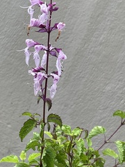 Ocimum labiatum