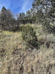 Juniperus monosperma