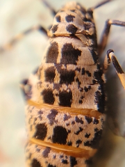 Erannis tiliaria