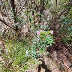 Boronia pinnata