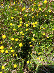 Cotula coronopifolia