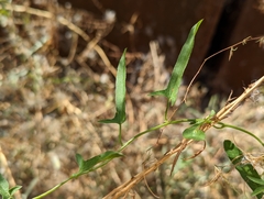 Calystegia macrostegia